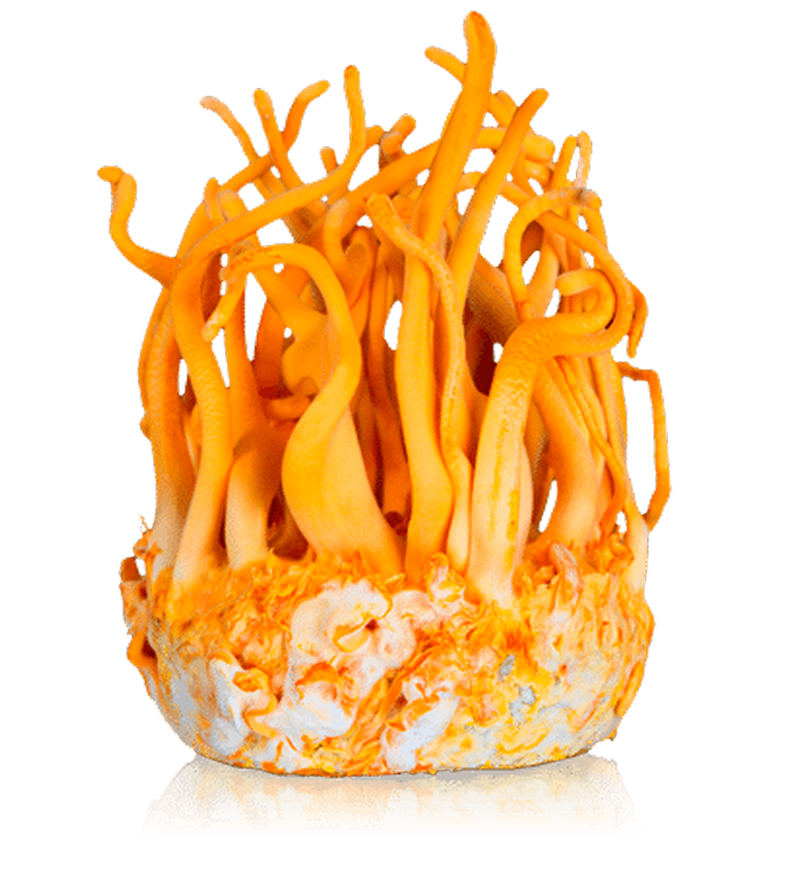 Ingredients Image