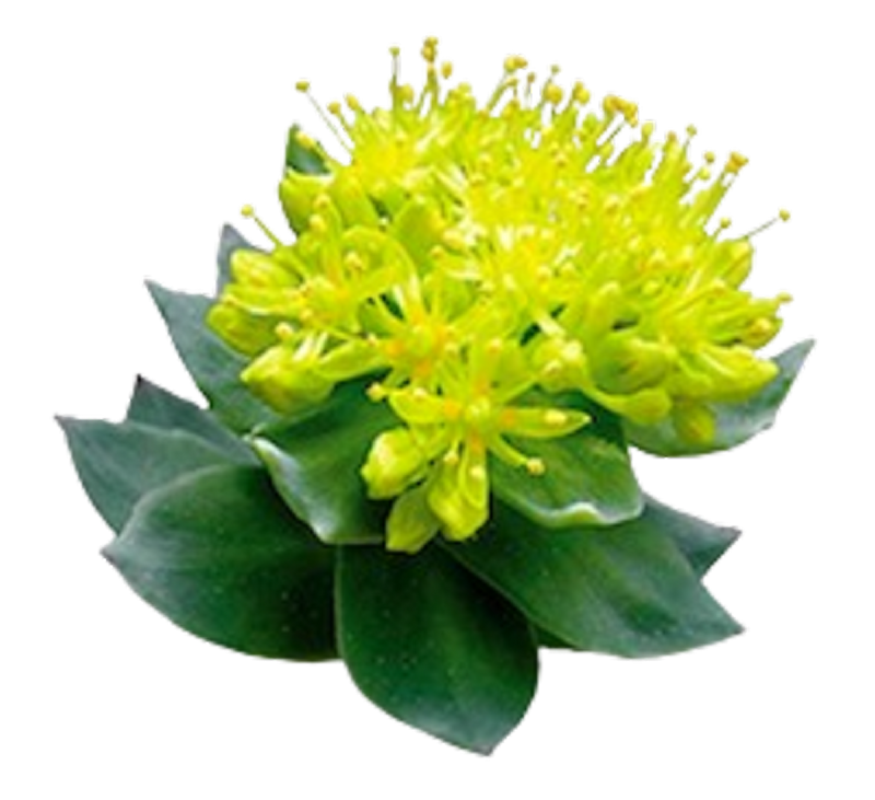 Ingredients Image